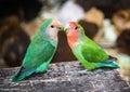 Two couple lovebird cute parrots sitting and looking at the camera on the natural background. Colorful pink, green parrots.